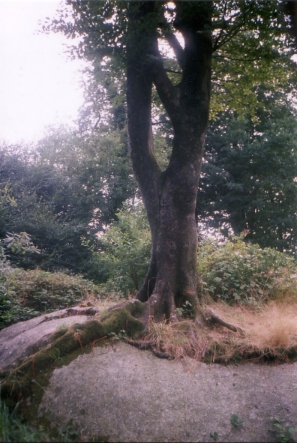 Chairedesdruides_bruant-francine.jpg (96836 bytes)