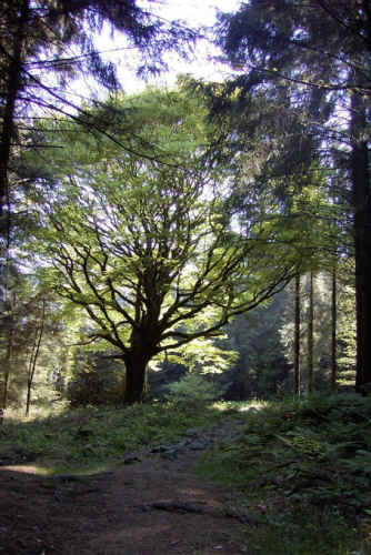 Ponthus.jpg (32203 bytes)