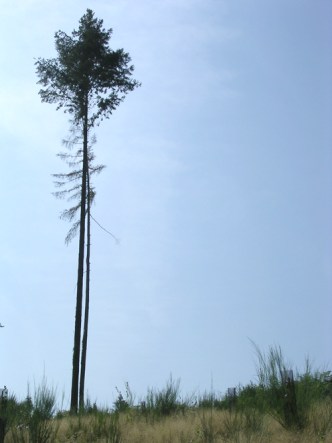 Un arbre solitaire et fort.jpg (21839 bytes)