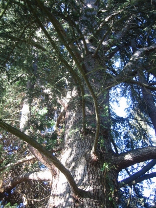 arbre-sylvie.jpg (139787 bytes)