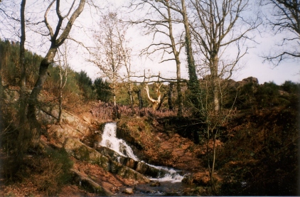 arbredorbroceliande.jpg (104867 bytes)