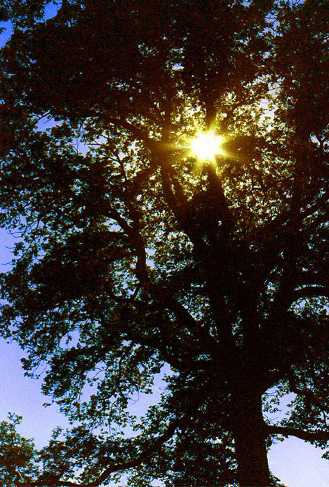 arbrtoile.jpg (188794 bytes)