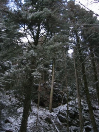 bruniesapin.jpg (106460 bytes)