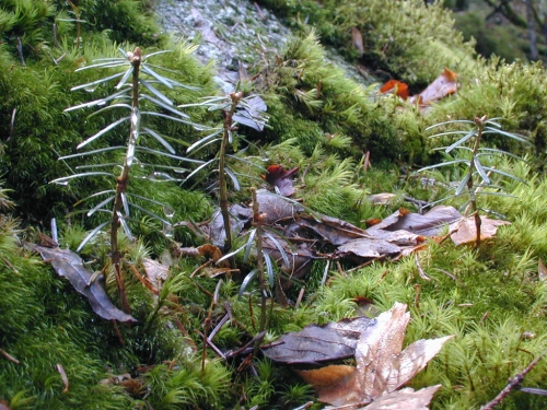 jeunes_sapins_rebmann.jpg (186155 bytes)