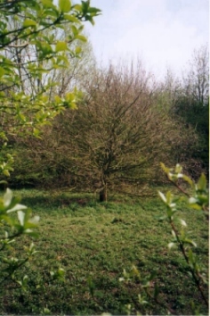 Chene_francineb.jpg (64876 bytes)