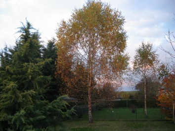 PBRUNIE.jpg (68424 bytes)