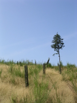 charlesstephan.jpg (40945 bytes)