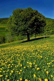 chazot.jpg (106904 bytes)