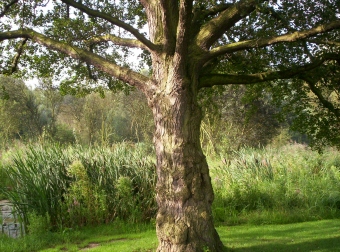 lassire.jpg (88303 bytes)