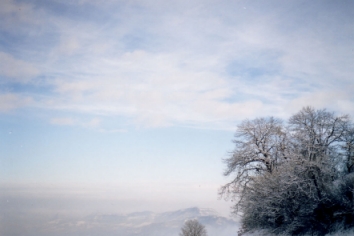 mleray.jpg (51517 bytes)