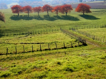 p_mas.jpg (79849 bytes)