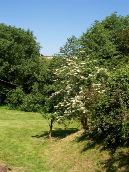 ruelle.jpg (100384 bytes)