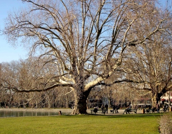 sophiedeutsch2.jpg (96965 bytes)