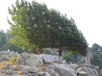 bclidi2.jpg (62677 bytes)