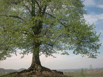 boriau.jpg (78831 bytes)