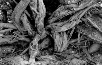 celine_melesan2.jpg (67239 bytes)