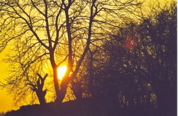 eferngant.jpg (78421 bytes)