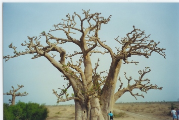 hubersit.jpg (58582 bytes)