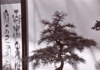 klovera.jpg (52748 bytes)