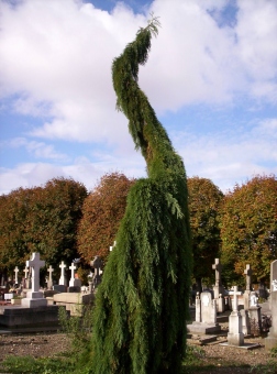 mulrey2.jpg (61458 bytes)