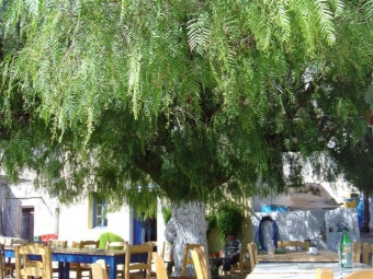 reynaldlassire.jpg (84095 bytes)