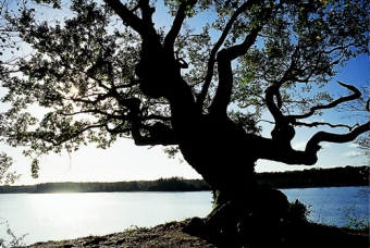 smellinckx.jpg (70812 bytes)