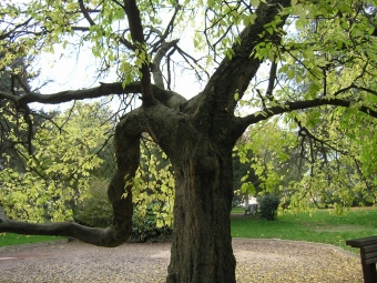 thevenieau.jpg (89867 bytes)