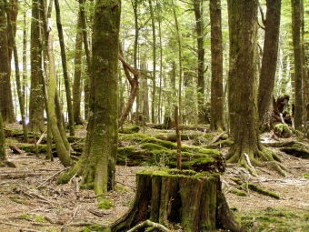 adertui9.jpg (91881 bytes)