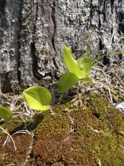 corine1.jpg (91317 bytes)