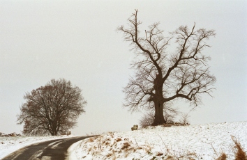 daoust.jpg (51953 bytes)