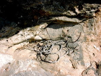 figuier.jpg (82099 bytes)