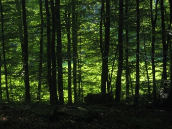 morbois.jpg (76414 bytes)