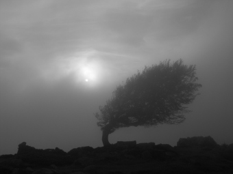 pavlinovac.jpg (19666 bytes)