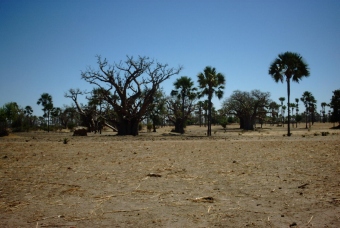 pige.jpg (51777 bytes)