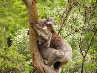 sertifier7.jpg (81428 bytes)