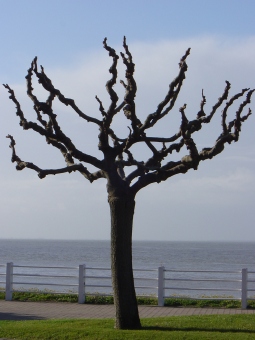 wagner8.jpg (48309 bytes)