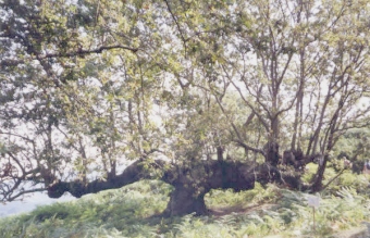 binois.jpg (74017 bytes)