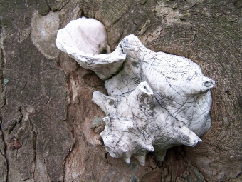 lassire.jpg (77140 bytes)