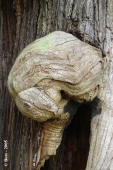 odilebossard.jpg (61115 bytes)