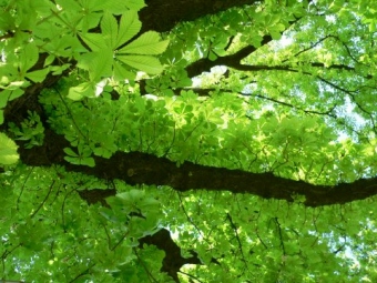 oliviertourlet.jpg (81032 bytes)