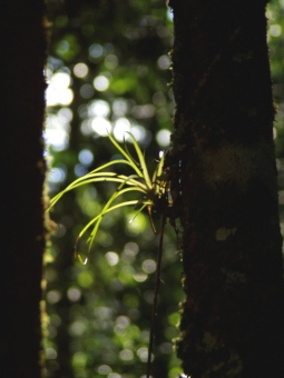 pidoux.jpg (42308 bytes)