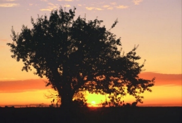 progalea.jpg (46855 bytes)