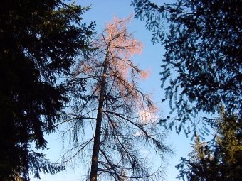 grise.jpg (90462 bytes)