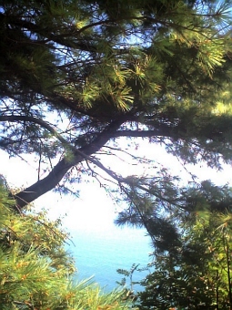 jocelyne.jpg (86410 bytes)