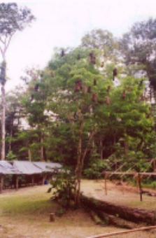 karma30.jpg (45397 bytes)