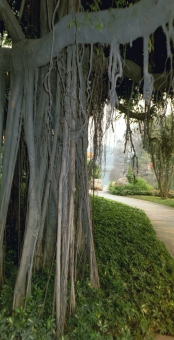 kk.jpg (48080 bytes)