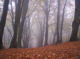 lassire.jpg (67975 bytes)