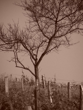 manin.jpg (66455 bytes)