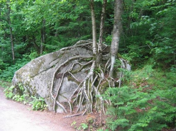 nicole.jpg (86212 bytes)