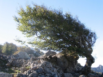 pavlinovac.jpg (69556 bytes)